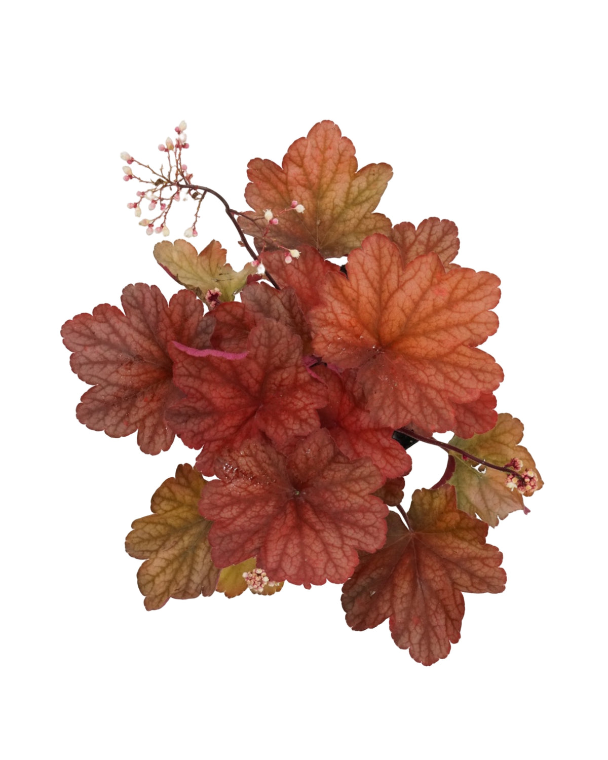 Heuchera 'Rio' - Perennials