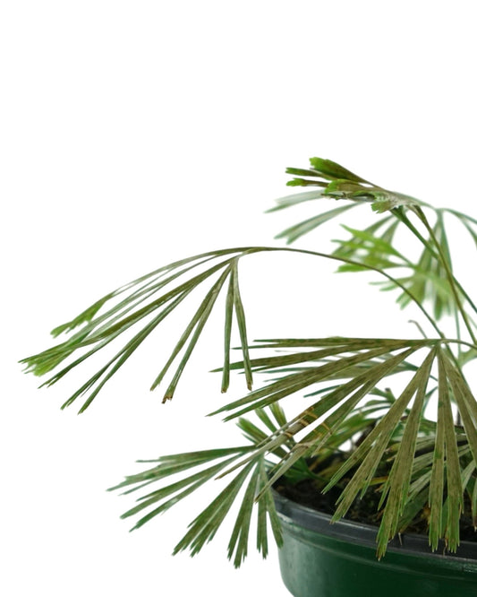 Actiniopteris australis - The Garden Corner