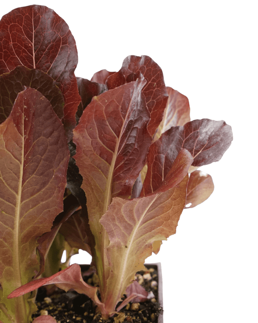 Lettuce Organic 'Red Romaine' - The Garden Corner