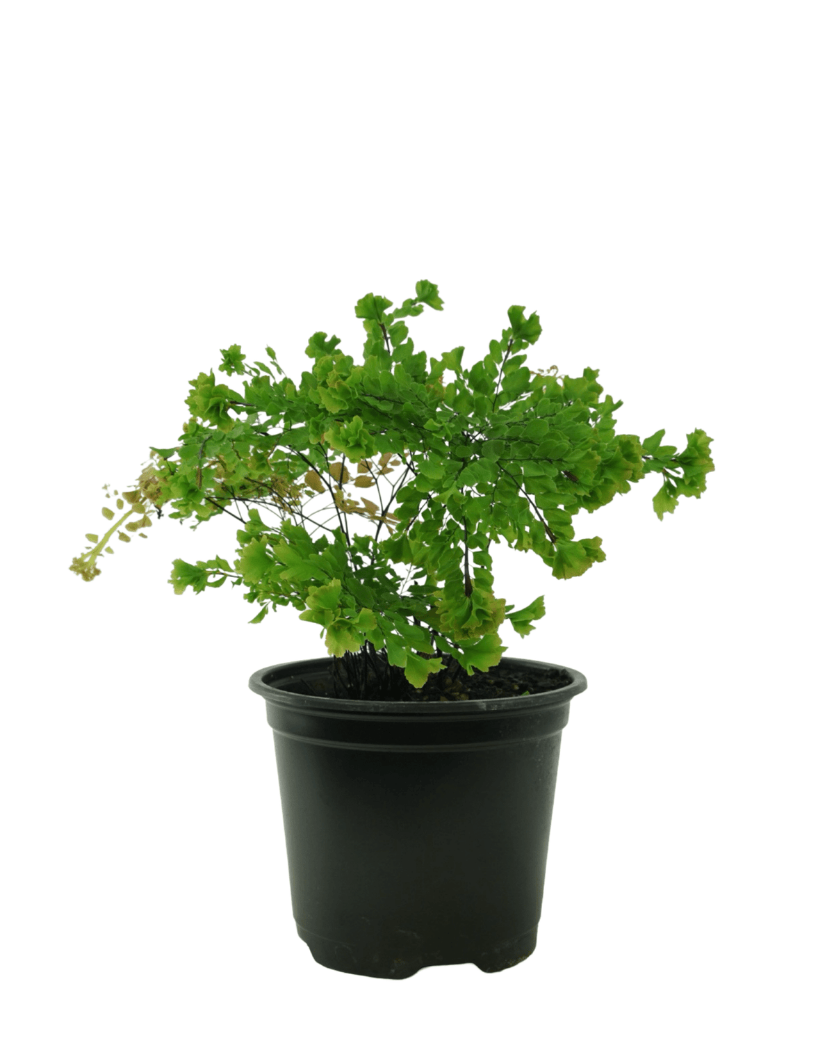Adiantum tenerum 'Peacock' - House Plants