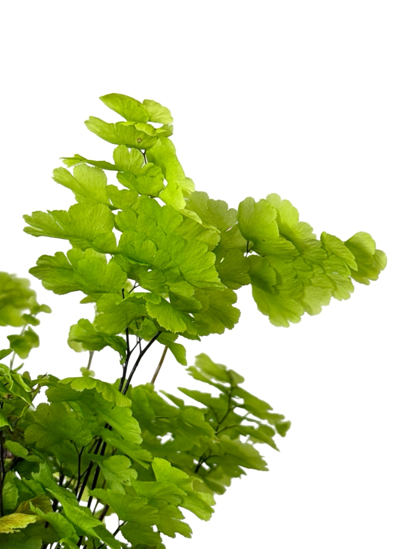 Adiantum raddianum 'Pacific Maid' - House Plants