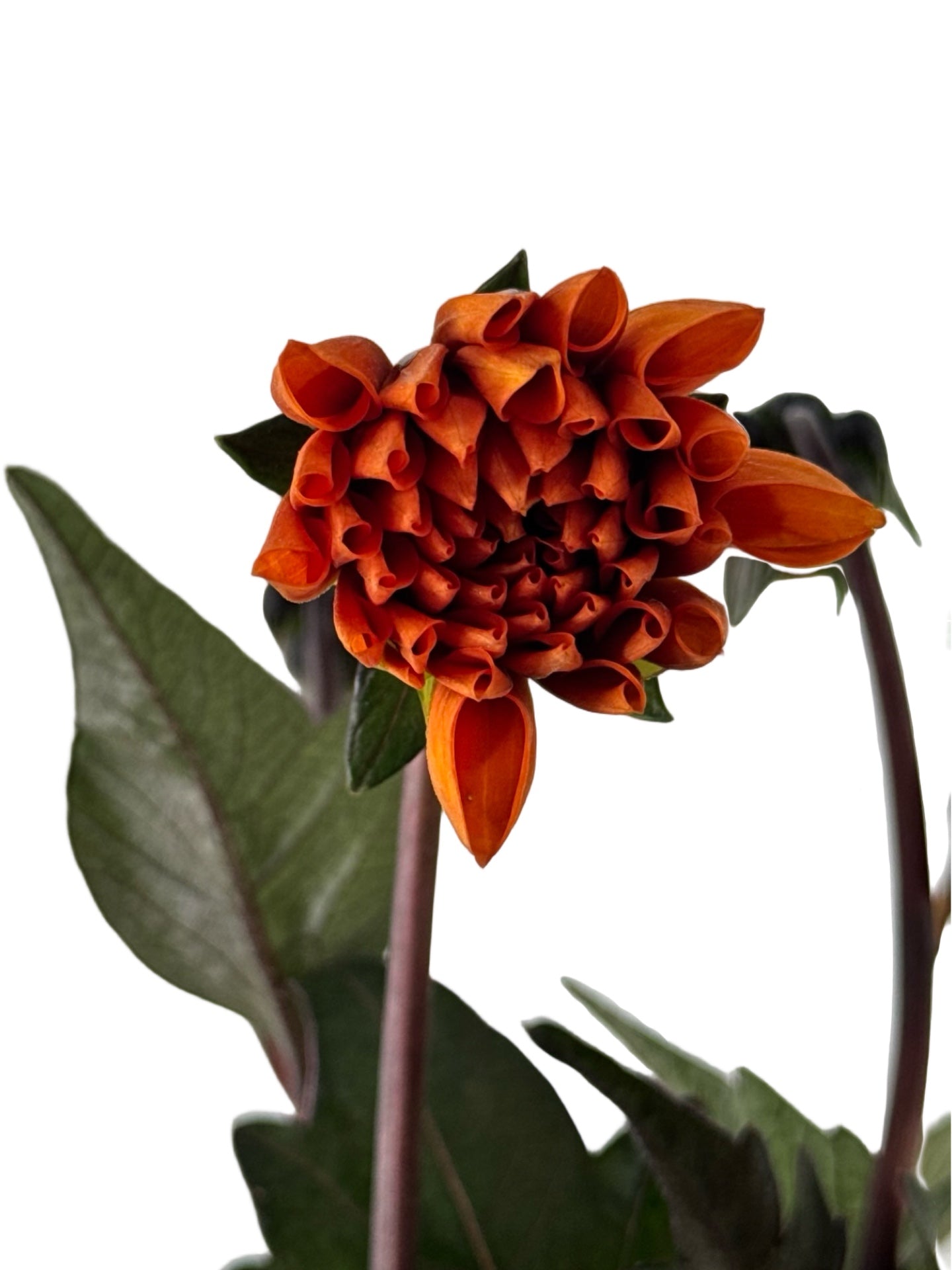 Dahlia 'City Lights™' 'Apricot Glow' - Annuals