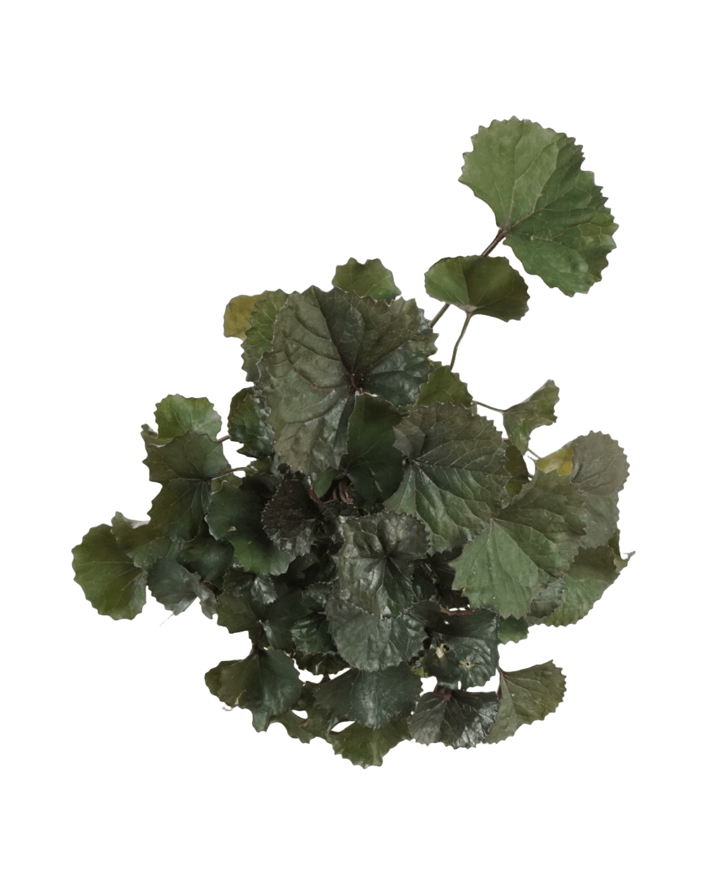 Ligularia dentata 'Pandora' - Perennials