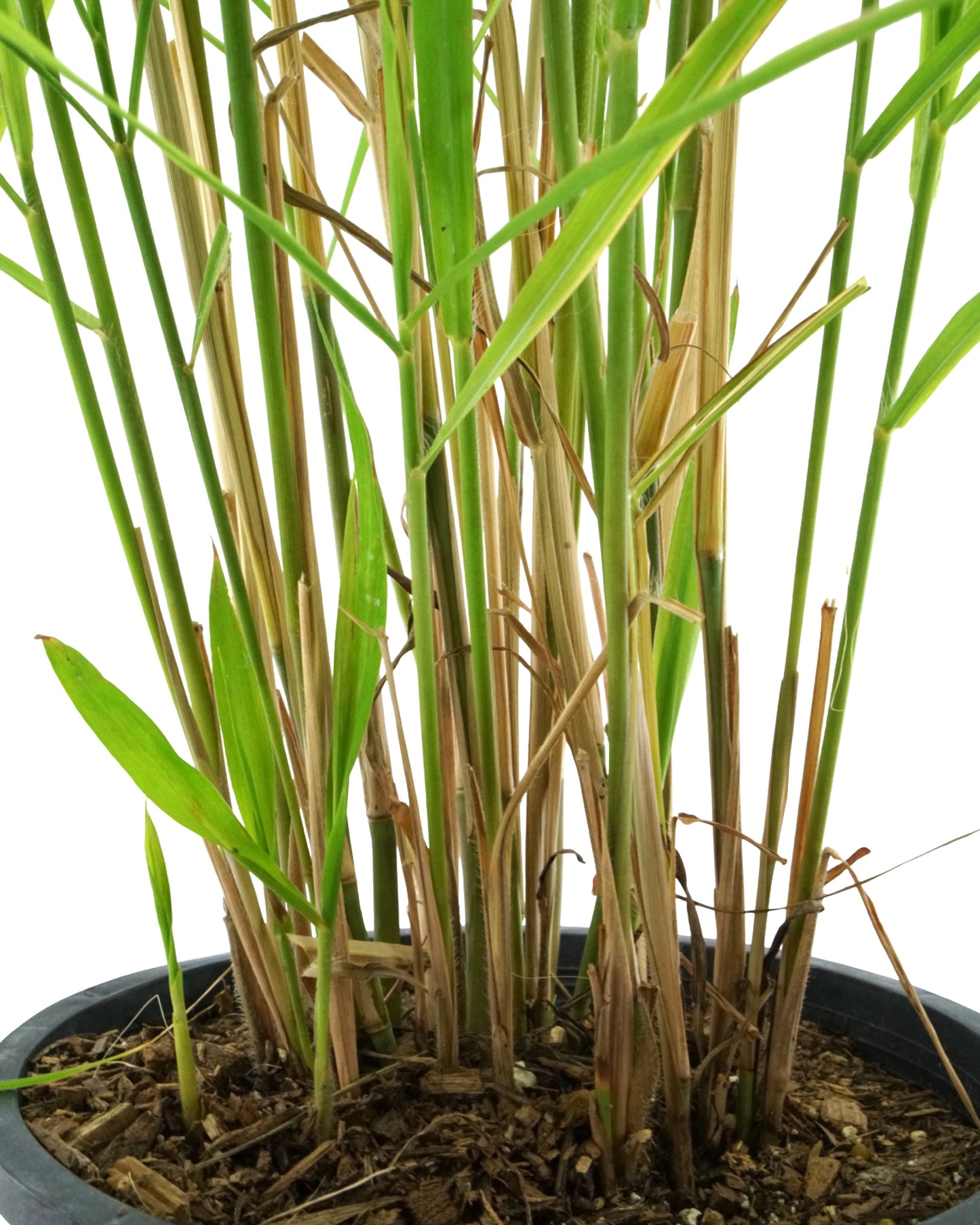 Miscanthus sinensis 'Purpurascens' - Perennials