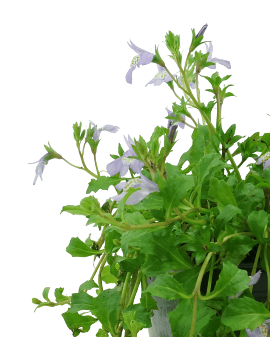 Mazus reptans - The Garden Corner
