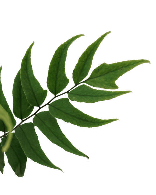 Cyrtomium fortunei 'Monstgo' - The Garden Corner