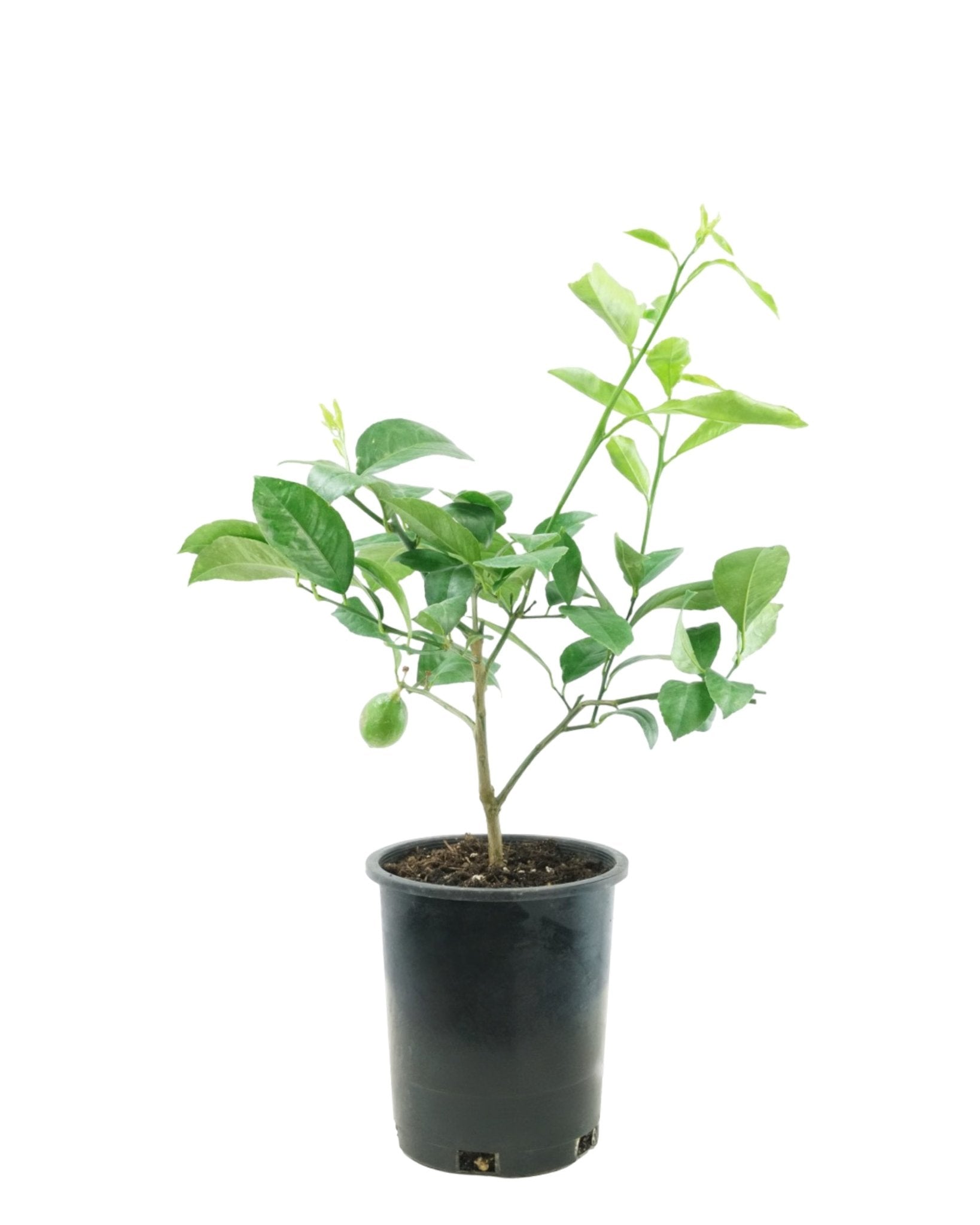 Citrus limon 'Improved Meyer Lemon' – The Garden Corner