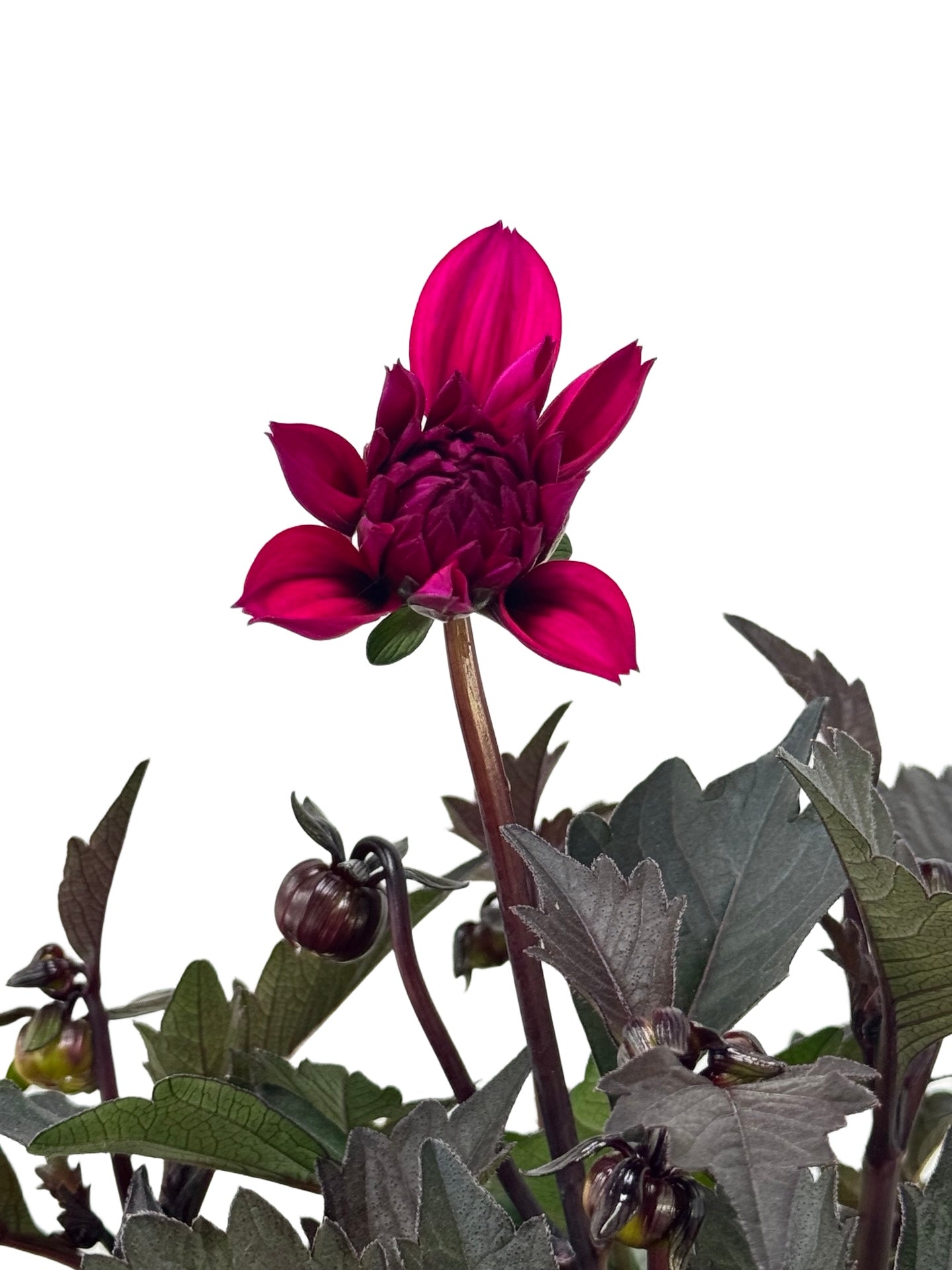 Dahlia 'City Lights™' 'Purple' - Annuals
