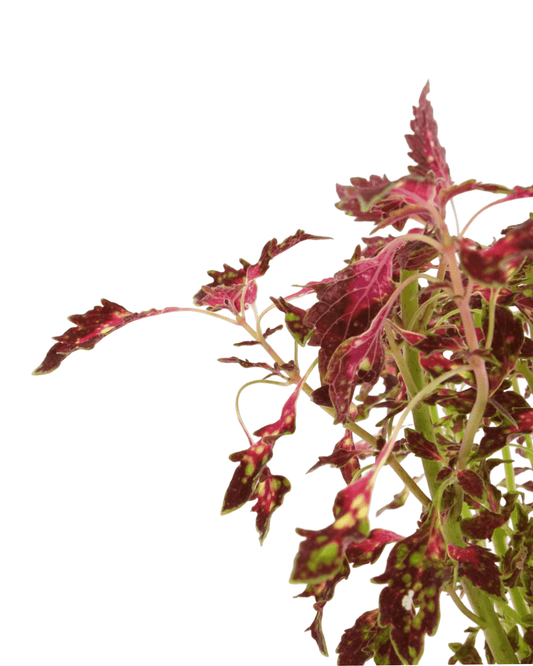 Coleus 'Down Town Santa Monica' - The Garden Corner
