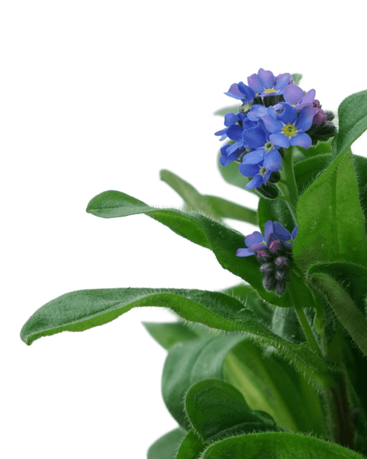 Myosotis sylvatica 'Bluesylva' - The Garden Corner