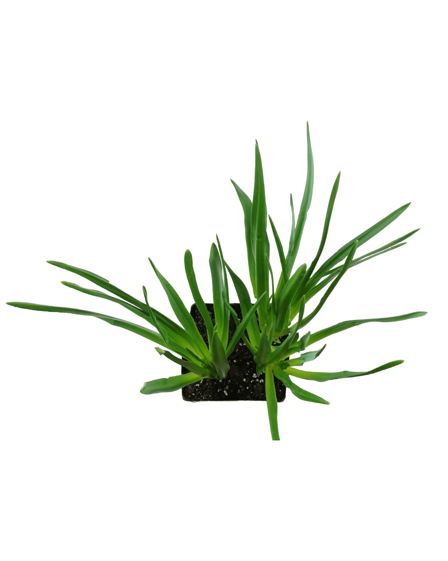 Camassia leichtlinii caerulea - The Garden Corner