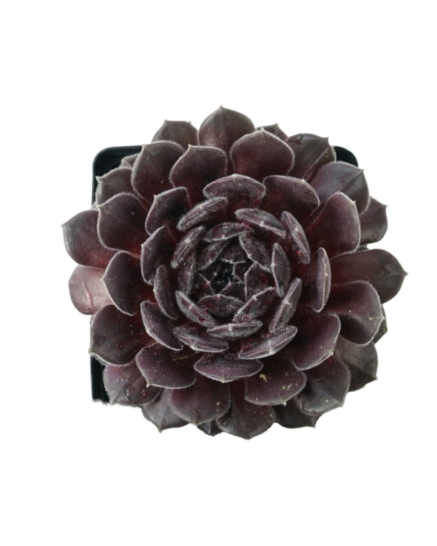 Sempervivum 'Pacific Spring Frost'