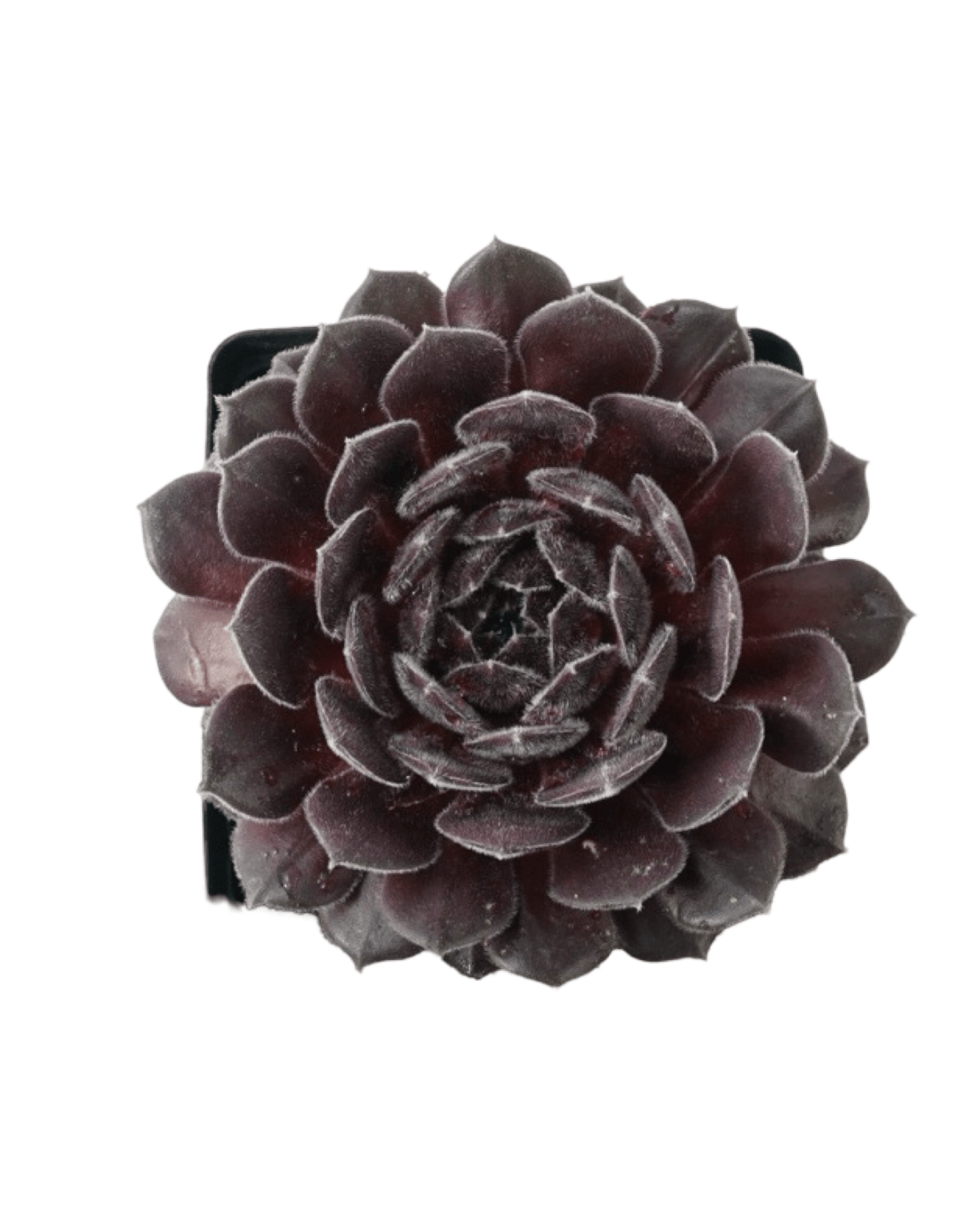 Sempervivum 'Pacific Spring Frost' - The Garden Corner