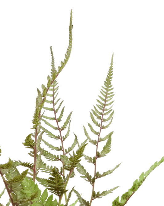 Athyrium niponicum var. pictum 'Metallicum' - The Garden Corner