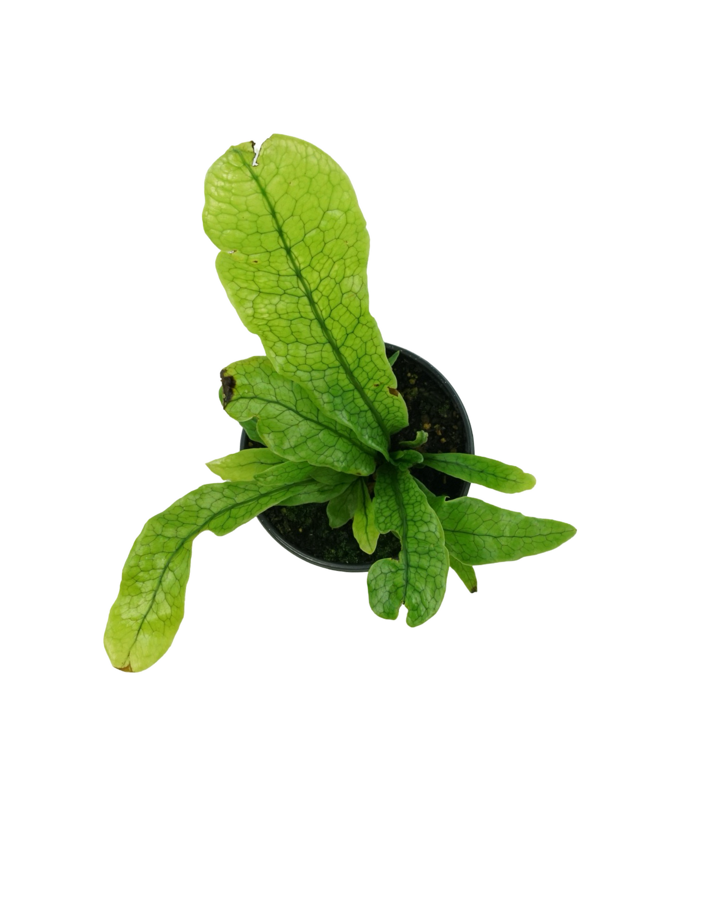 Microsorum musifolium