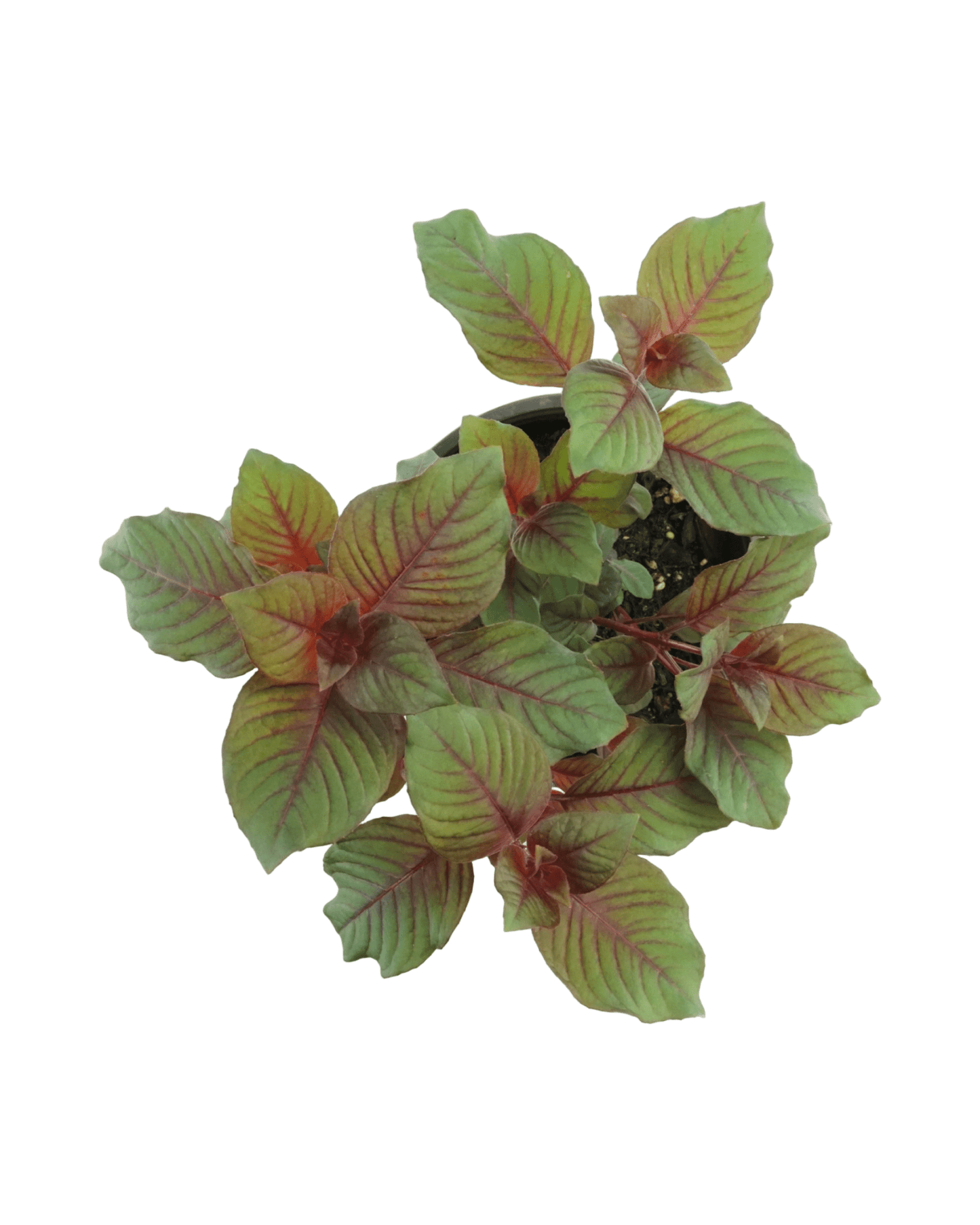 Fuchsia 'Gartenmeister' - The Garden Corner