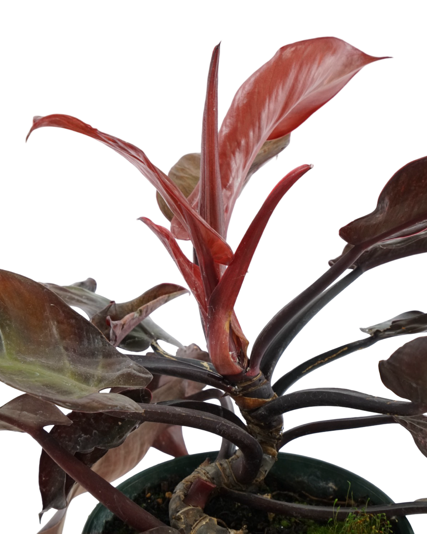 Philodendron 'McColley's Finale'