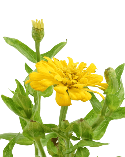 Zinnia Dreamland Mix - The Garden Corner