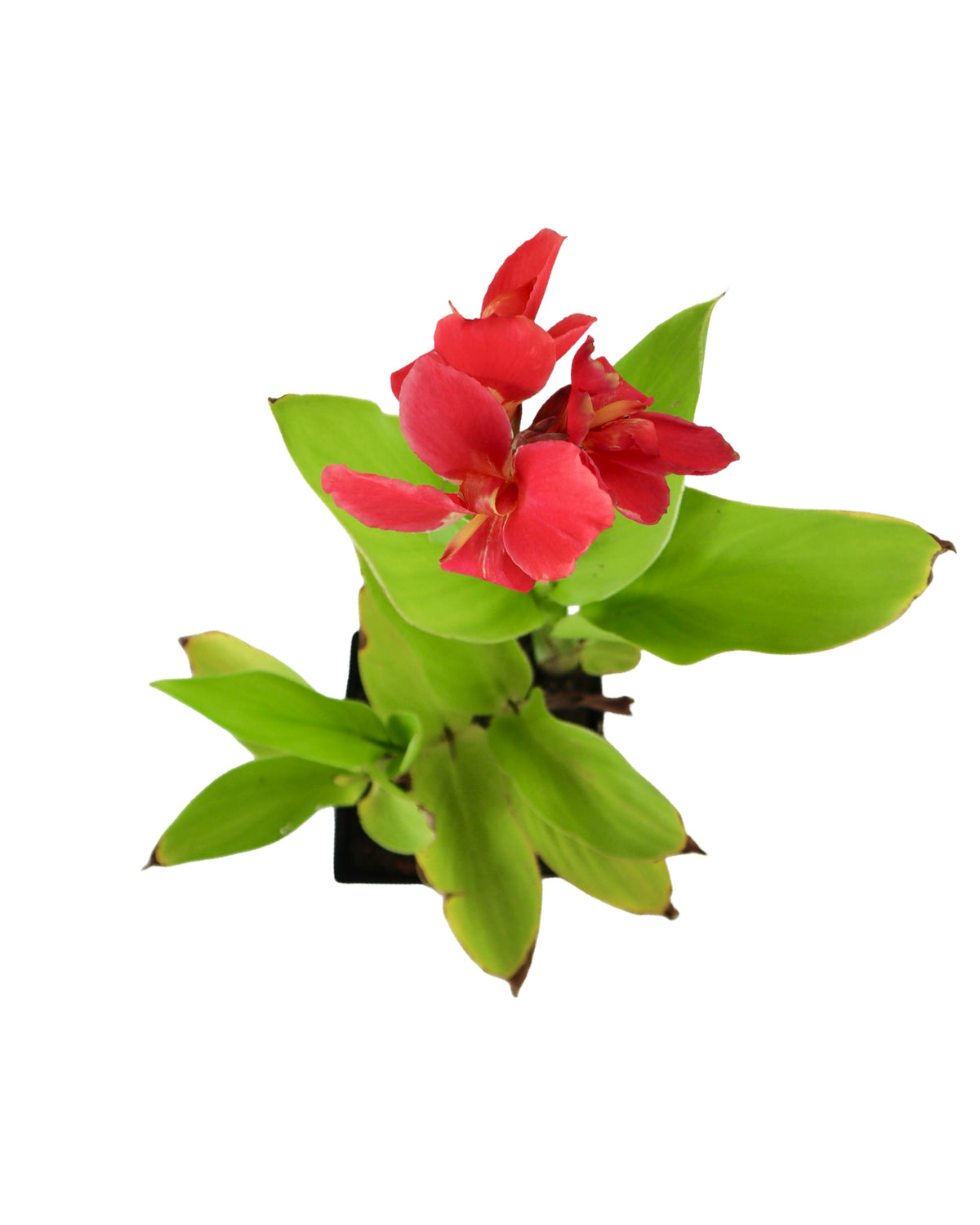 Canna Cannova® Scarlet - Perennials