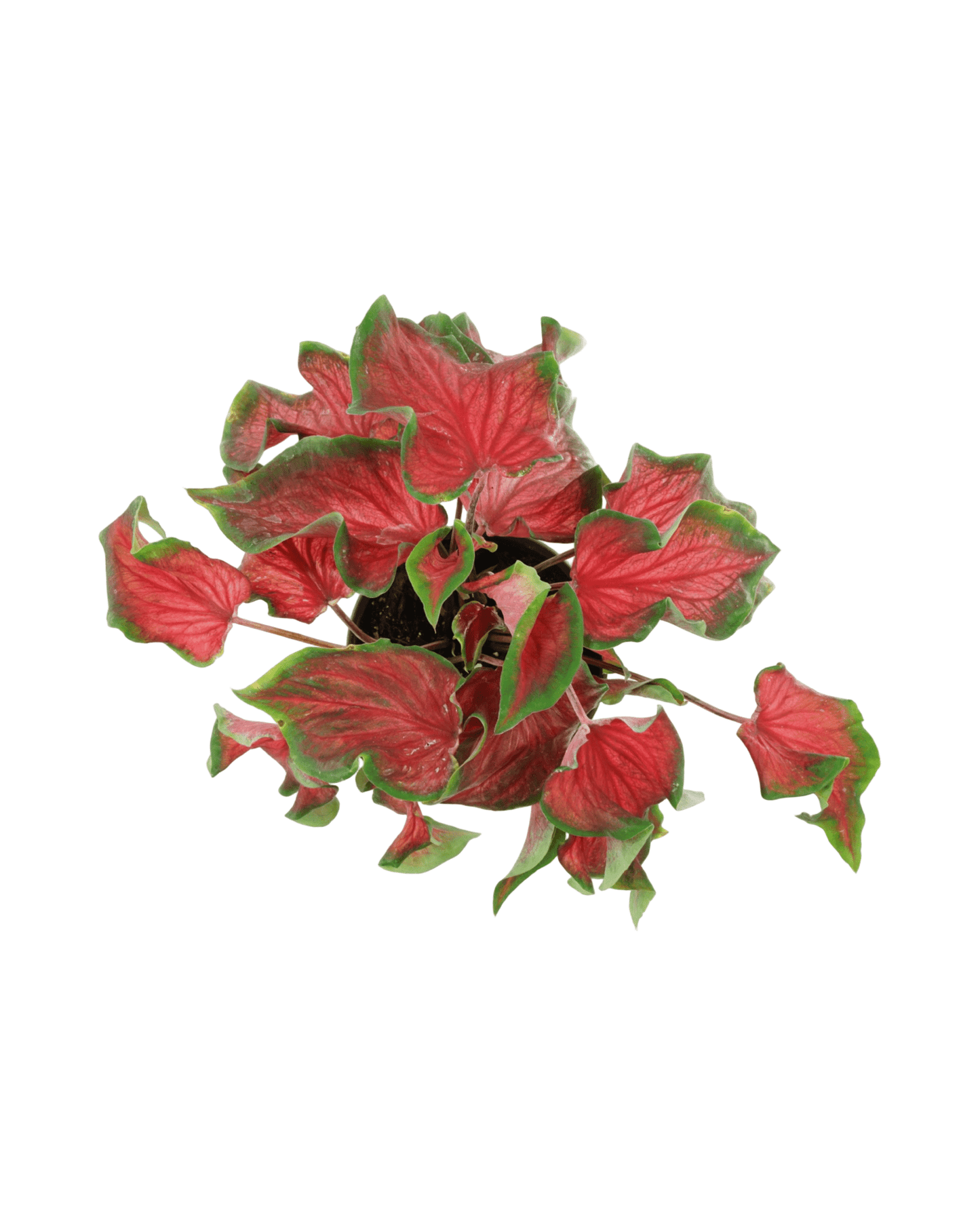 Caladium 'Red Ruffles' - The Garden Corner