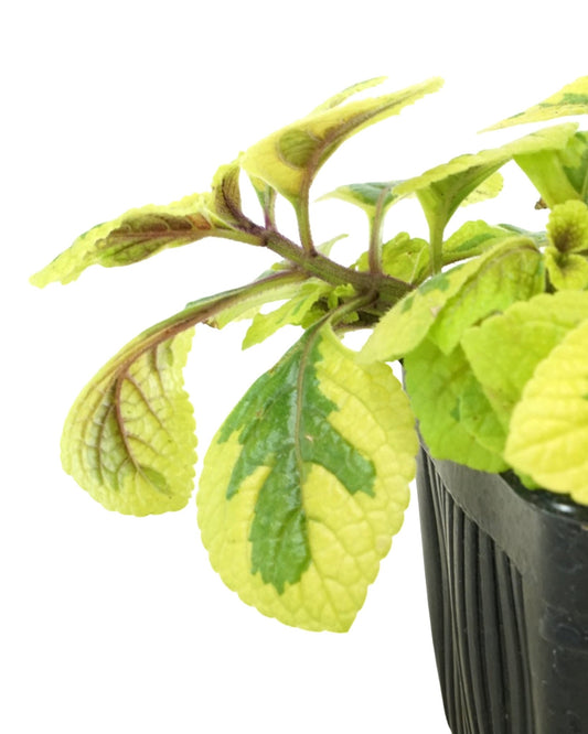 Plectranthus ciliatus 'Guacamole' - The Garden Corner