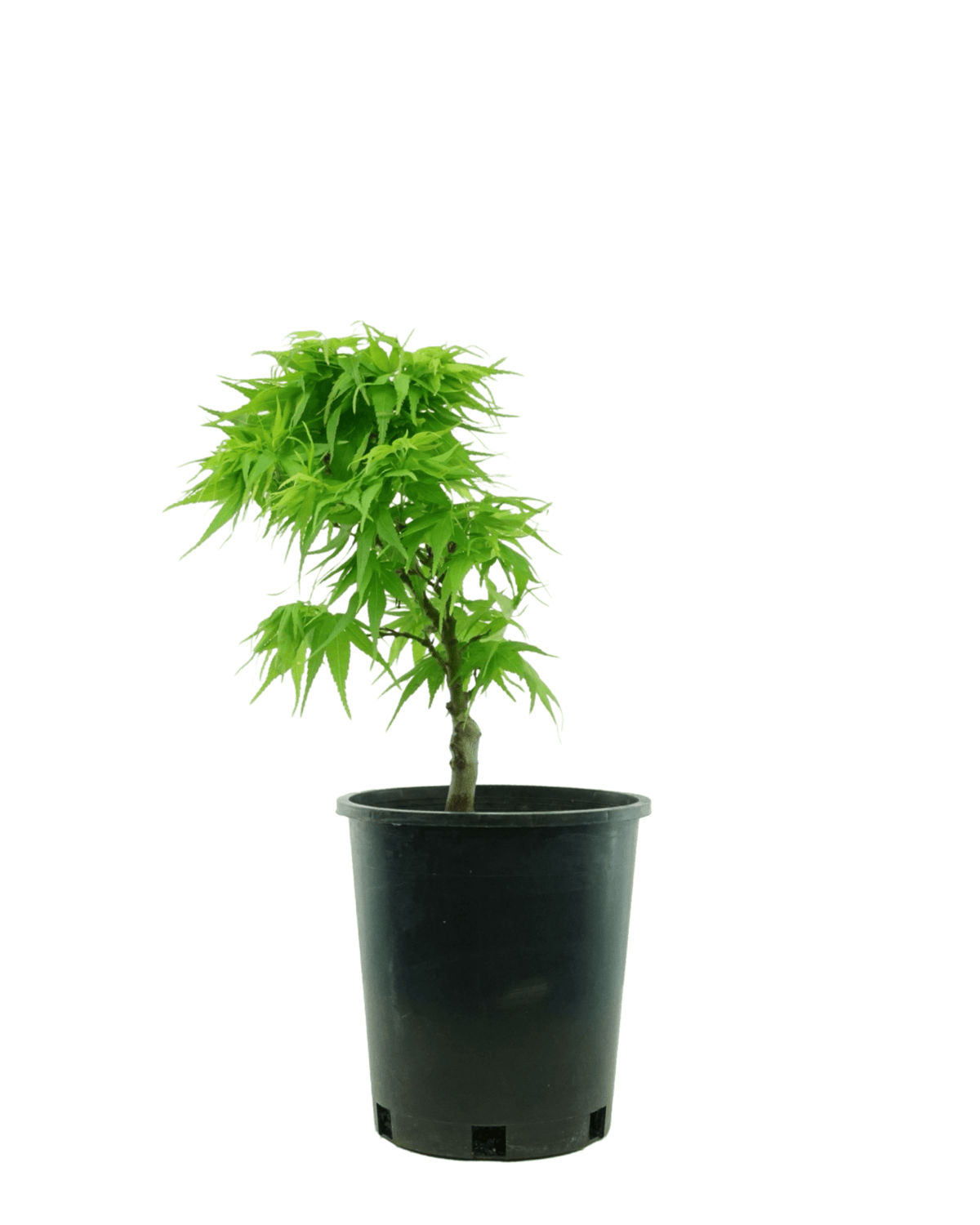 Acer palmatum 'Mikawa Yatsubusa' - Trees