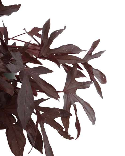 Ipomoea 'Sweet Caroline Red Hawk' - The Garden Corner