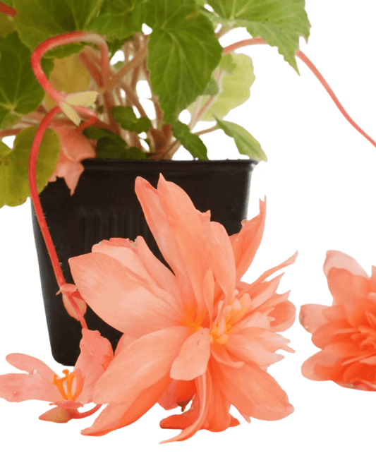 Begonia Illumination® 'Salmon Pink' - The Garden Corner