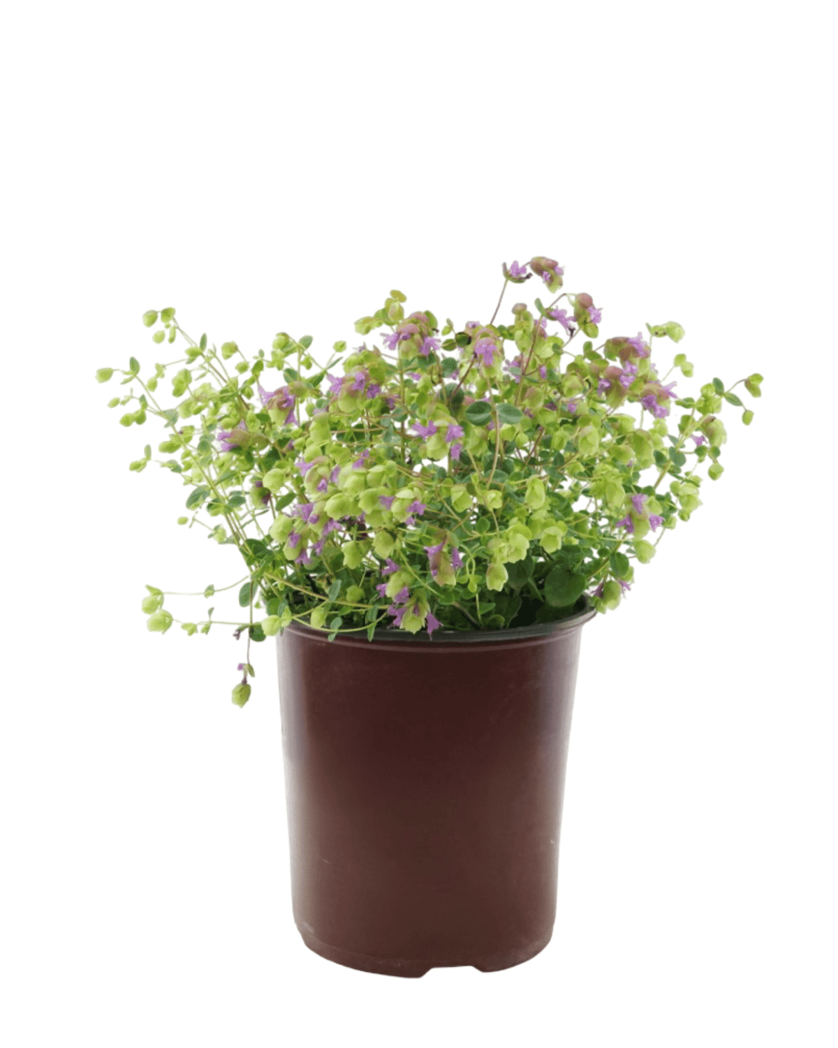 Origanum 'Amethyst Falls' - Perennials