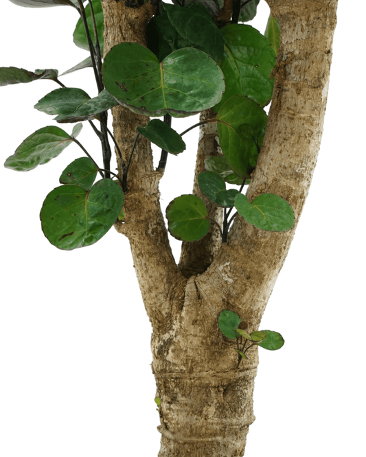 Polyscias scutellaria - The Garden Corner