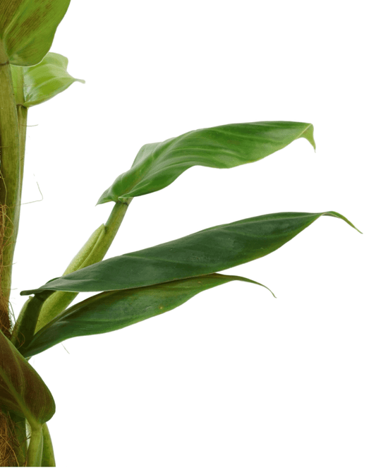 Philodendron subhastatum - The Garden Corner