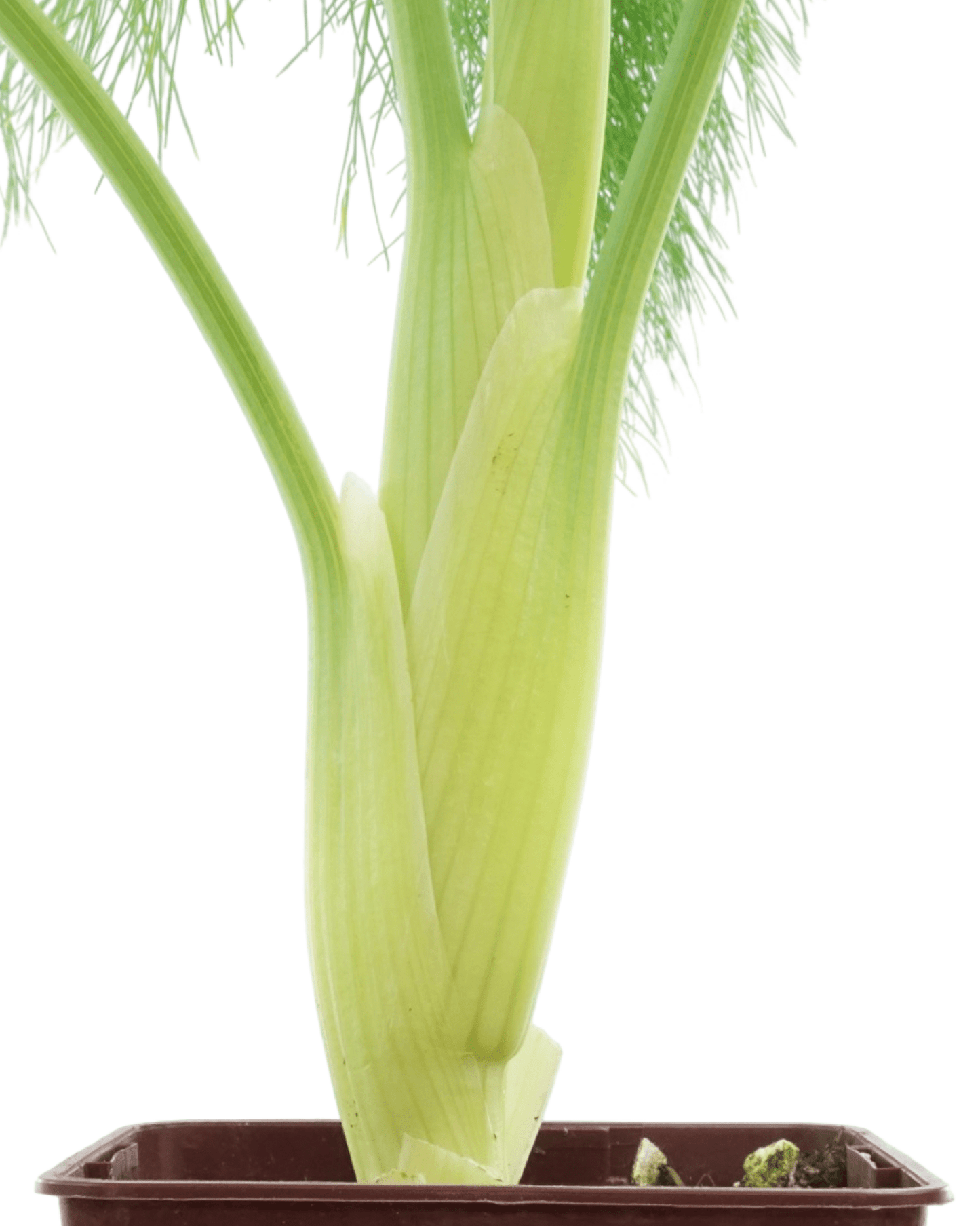 Fennel 4 Inch - The Garden Corner