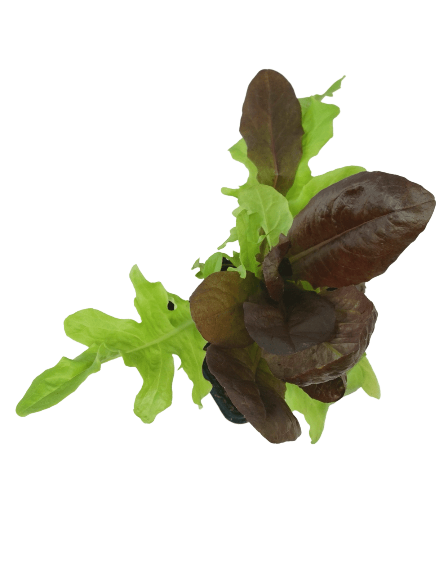 Lettuce Mix - The Garden Corner
