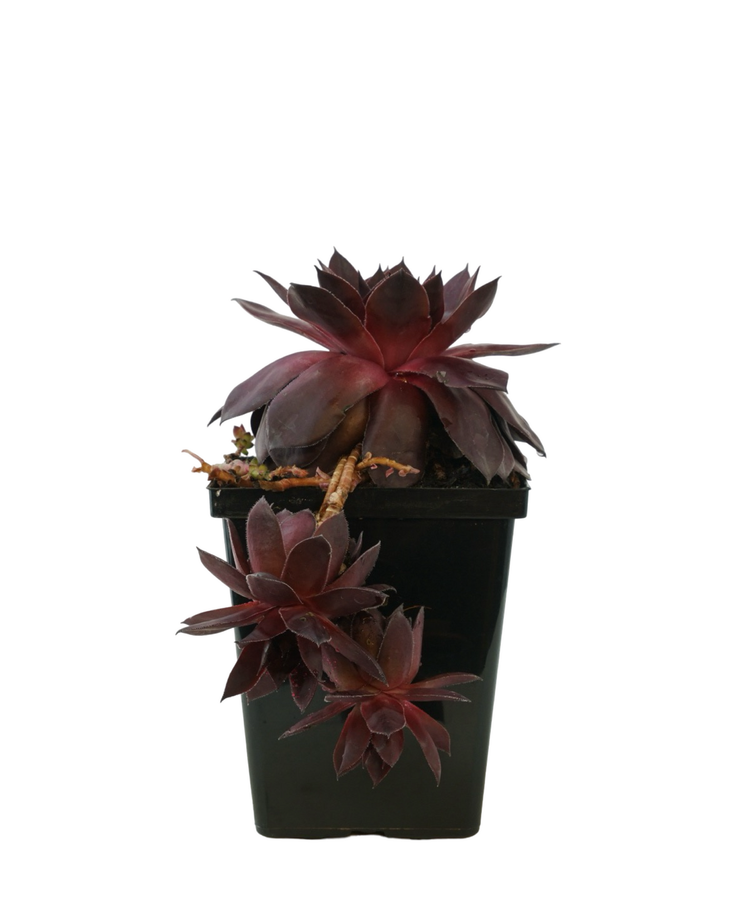 Sempervivum SUPERSEMPS® 'Onyx'