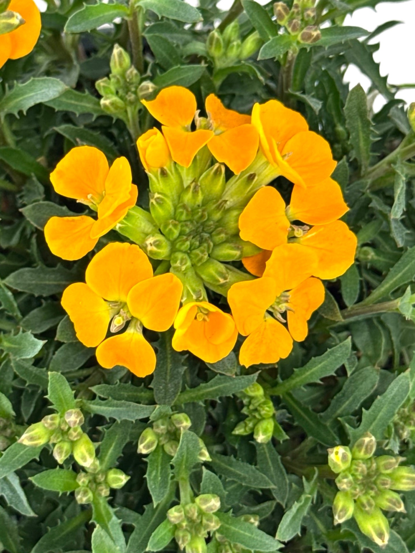 Erysimum Glow™ 'Orange' - Perennials