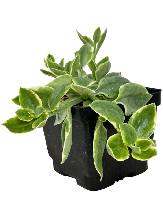 Dorotheanthus Mezoo™ 'Trailing Red' - Annuals