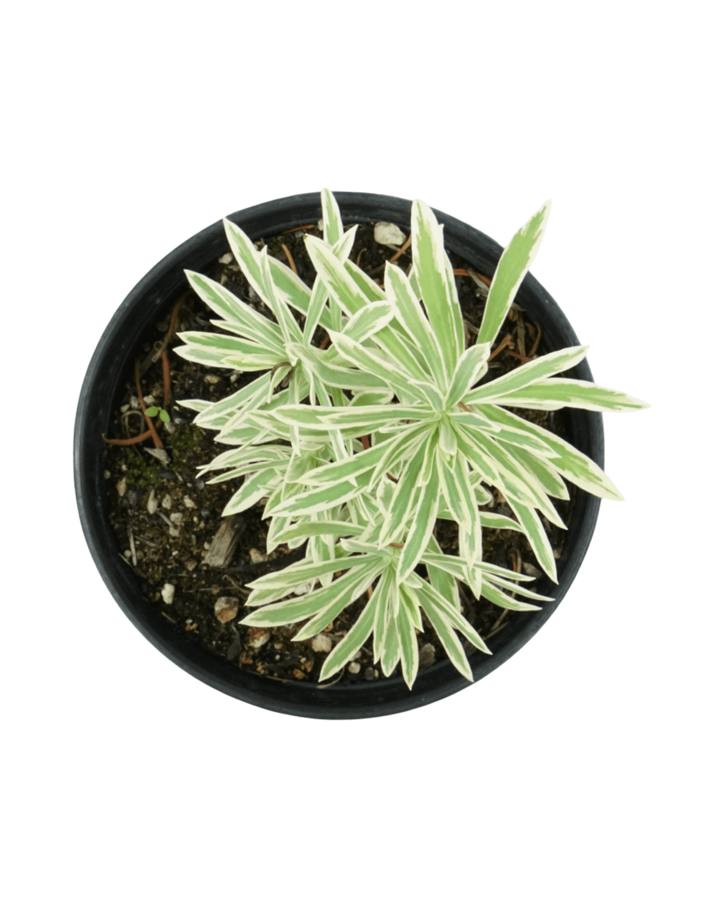 Euphorbia 'Tasmanian Tiger' - The Garden Corner