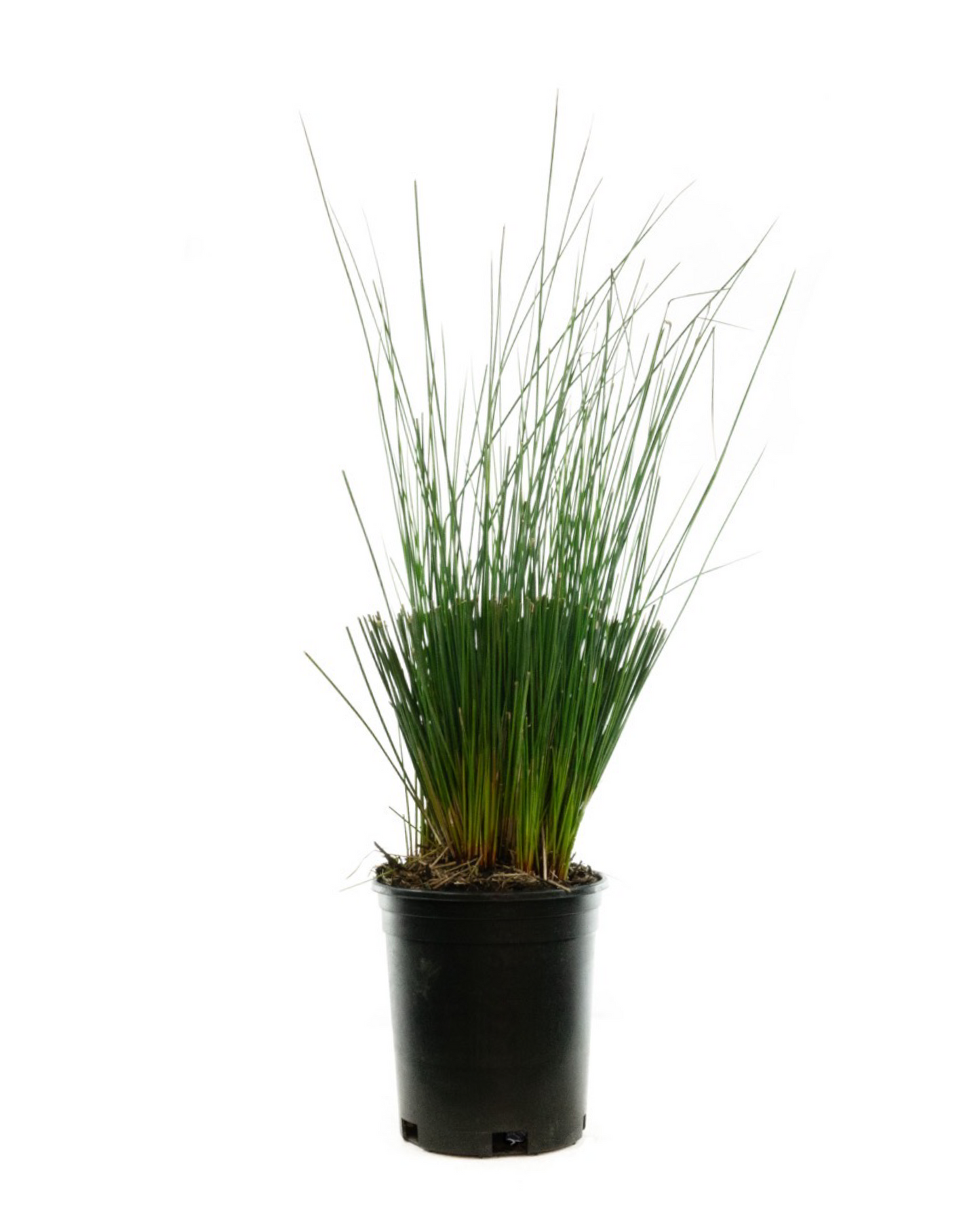 Juncus tenuis 'Blue Dart'