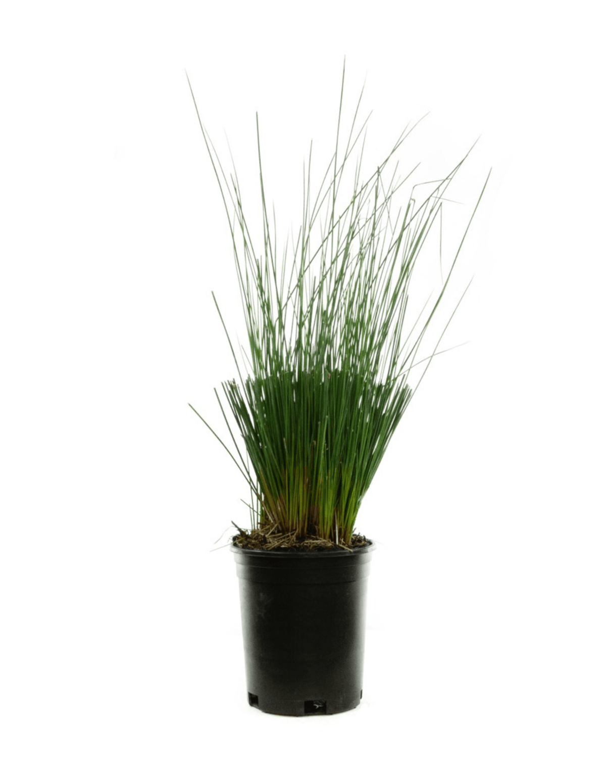 Juncus tenuis 'Blue Dart' - Perennials