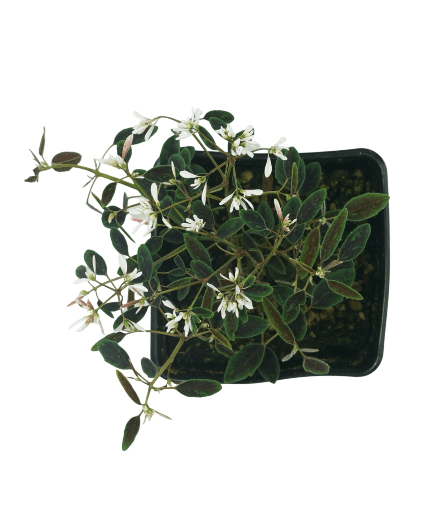 Euphorbia Breathless® ‘Blush’ - The Garden Corner