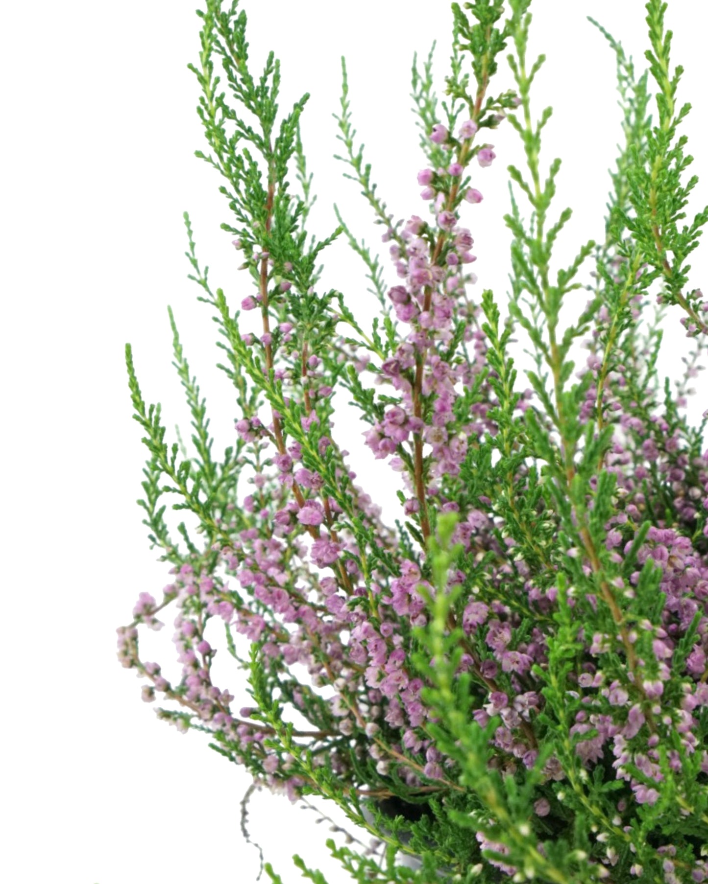 Calluna vulgaris 'Tib'