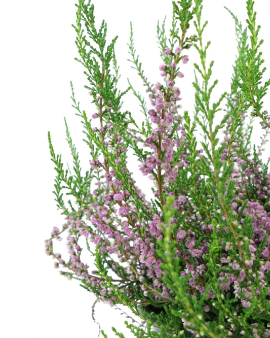 Calluna vulgaris 'Tib' - The Garden Corner