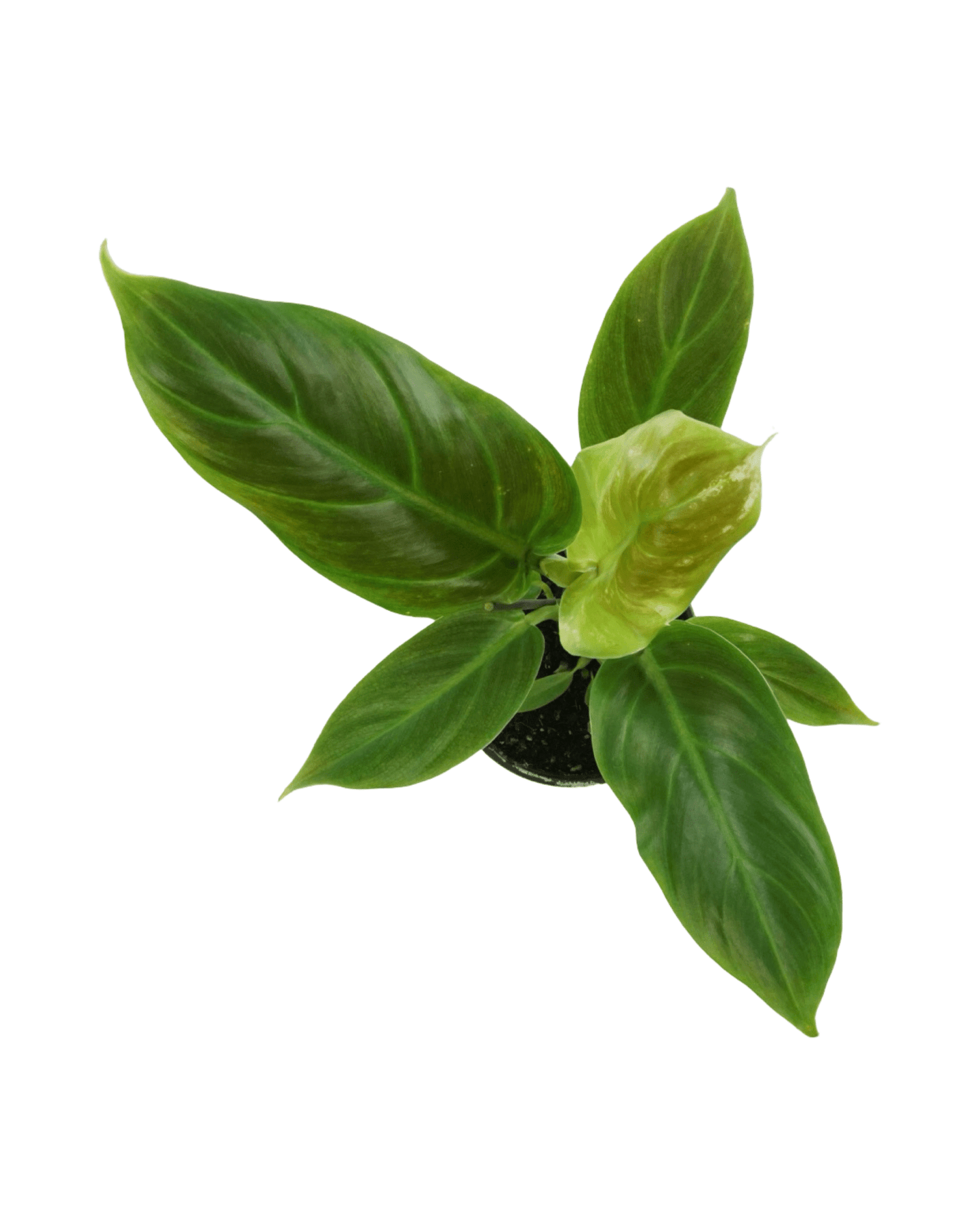 Philodendron subhastatum - The Garden Corner