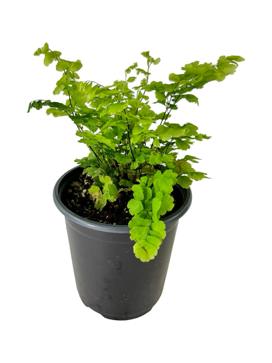 Adiantum raddianum 'Pacific Maid' - House Plants