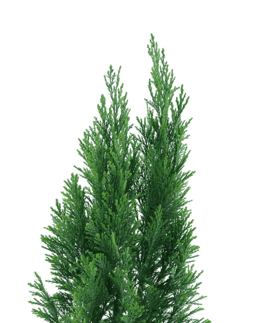 Chamaecyparis lawsoniana 'Ellwoodii' - The Garden Corner