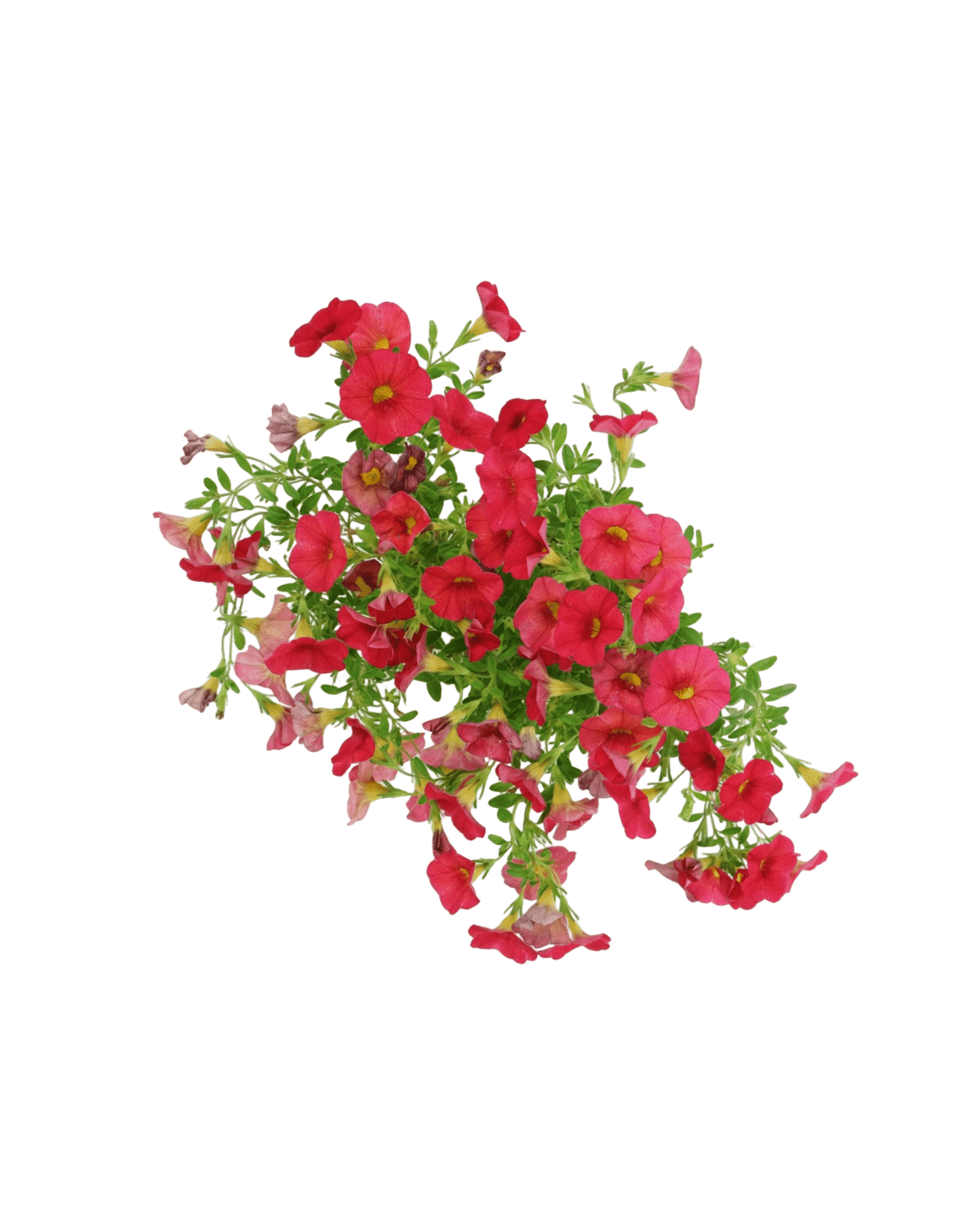 Calibrachoa 'Bloomtastic Red' - The Garden Corner