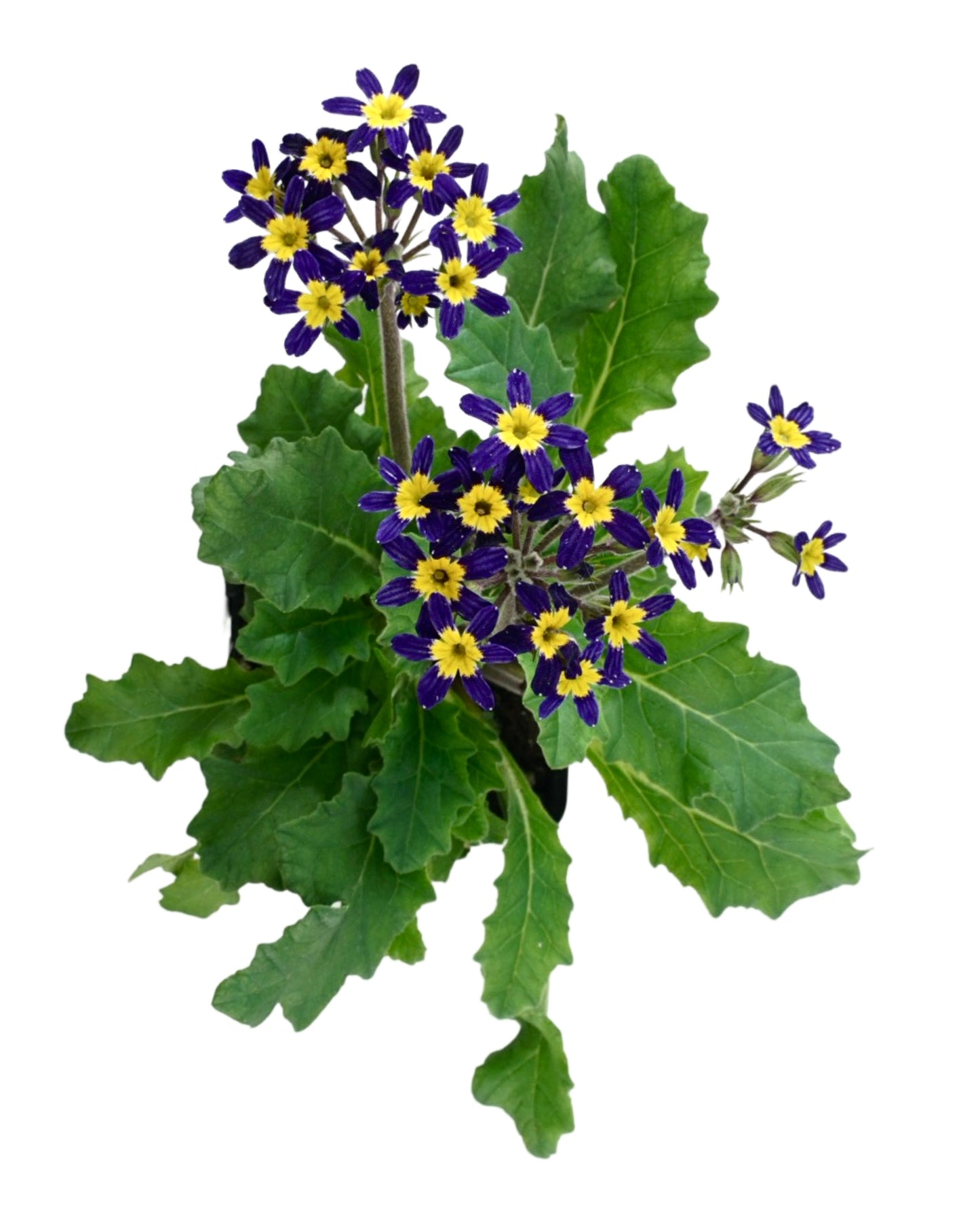 Primula 'Oakleaf Blue'