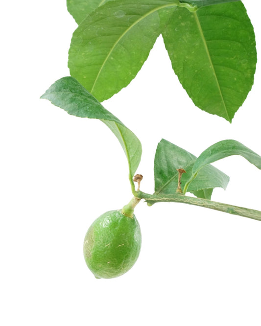 Citrus limon 'Improved Meyer Lemon' 1 Gallon - The Garden Corner