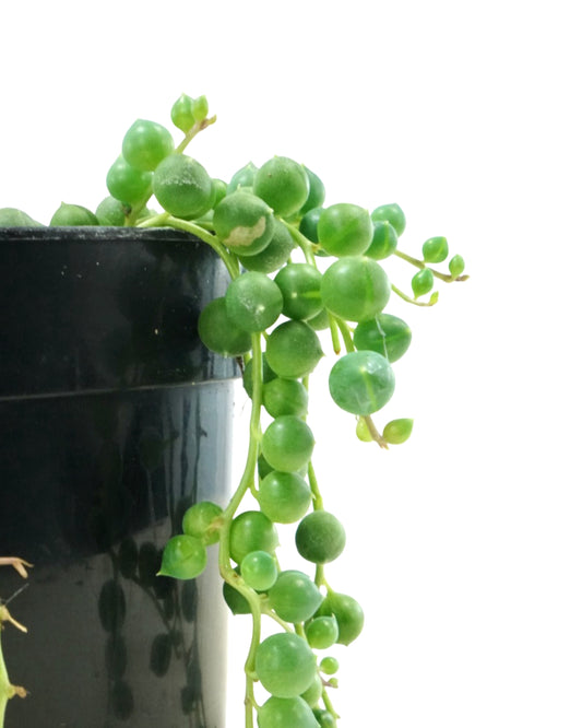 Senecio rowleyanus 'String of Pearls'