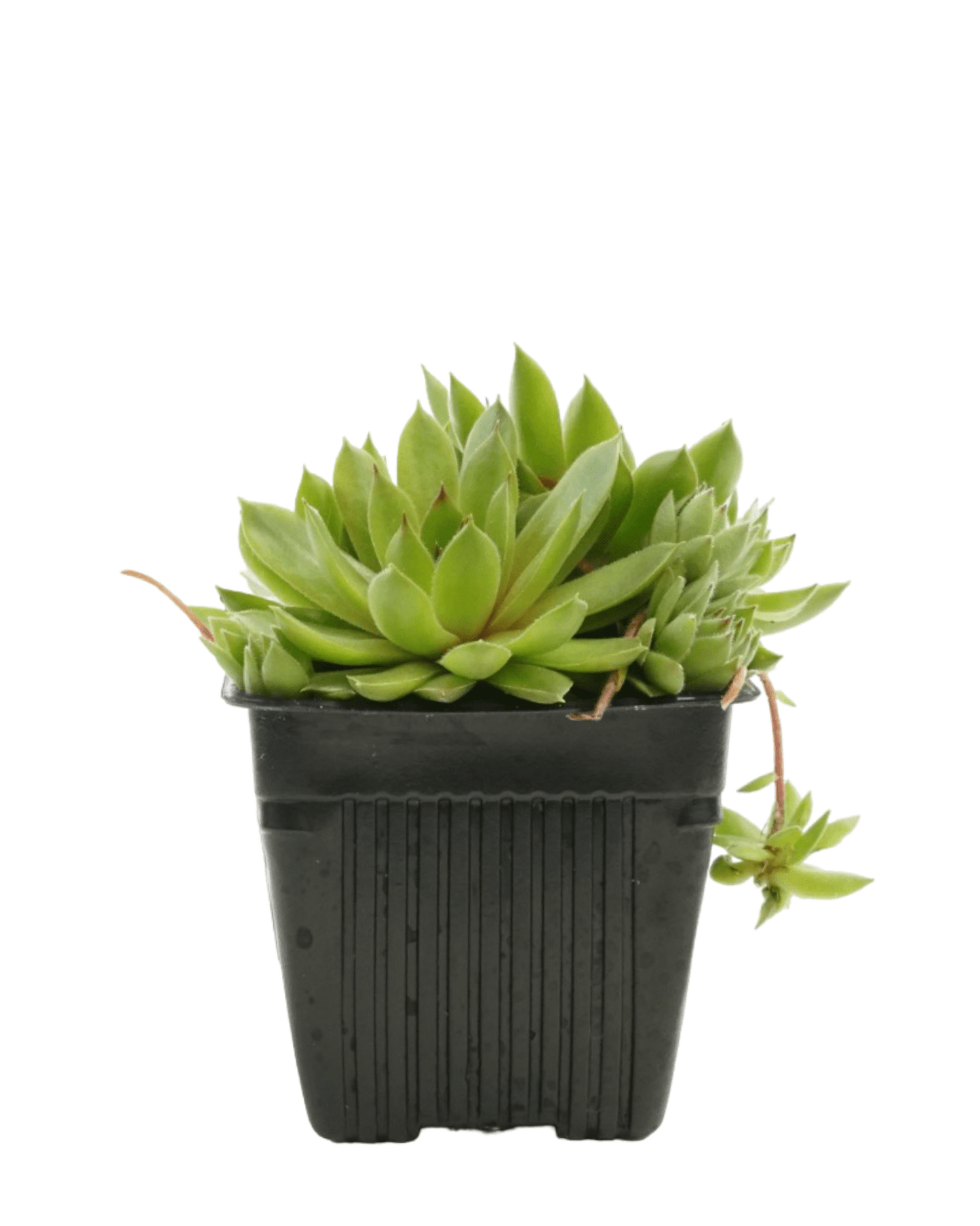 Sempervivum 'Bernstein' - The Garden Corner